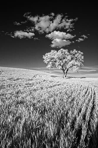 USA-Palouse Country-Washington State-Infrared Palouse fields and lone tree Art Print